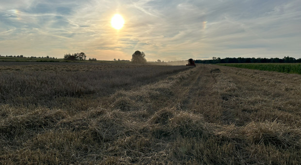 Kiedy zboża będą dojrzałe i gotowe do zbioru?